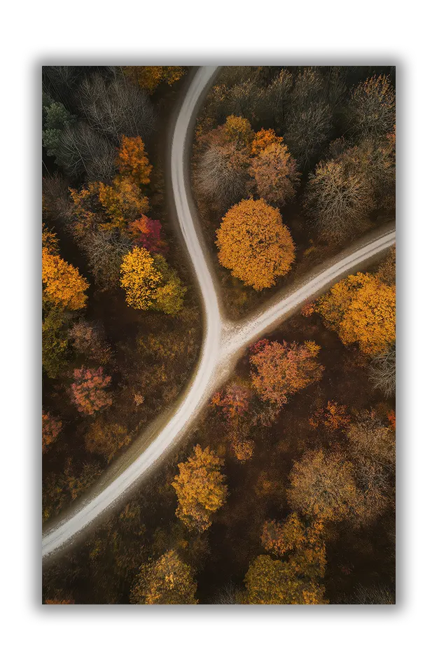 Forest Curve
